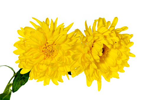 In the picture there are two colors of chrysanthemums, one half is yellow and the other half is white, the contrasting colors are very beautiful.