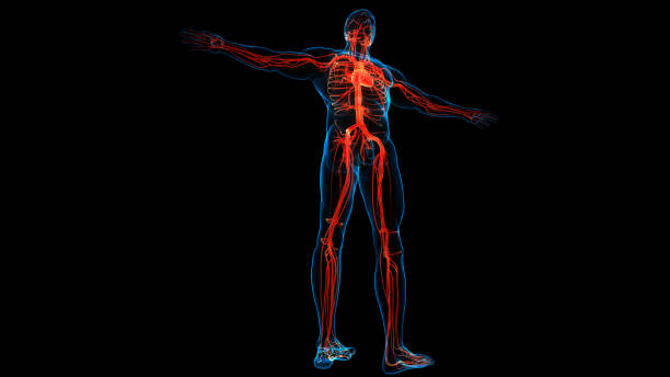 istock Human Circulatory System Heart Anatomy 1284658266