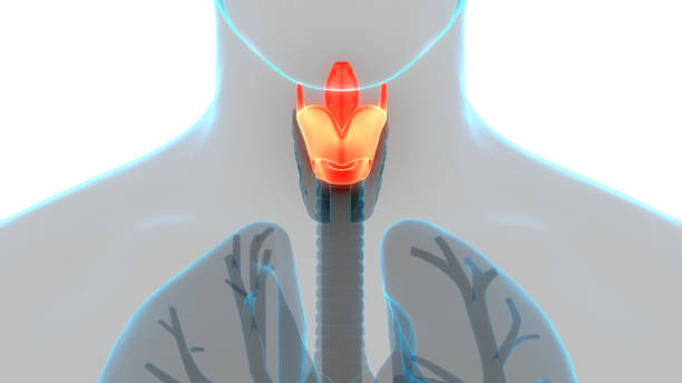 istock Human Respiratory System Larynx and Pharynx Anatomy 1284658343