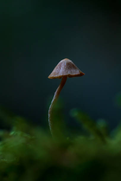 istock Fairy Mushroom In The Forest 1284658376