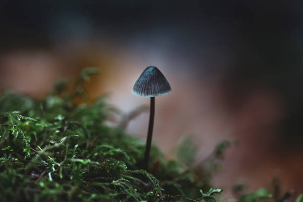 Fairy Mushroom In The Forest Close-up of a small fairy mushroom in the forest. ancient history photos stock pictures, royalty-free photos & images