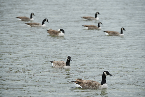 A shallow focus shot of geese in the artificial lake of the city