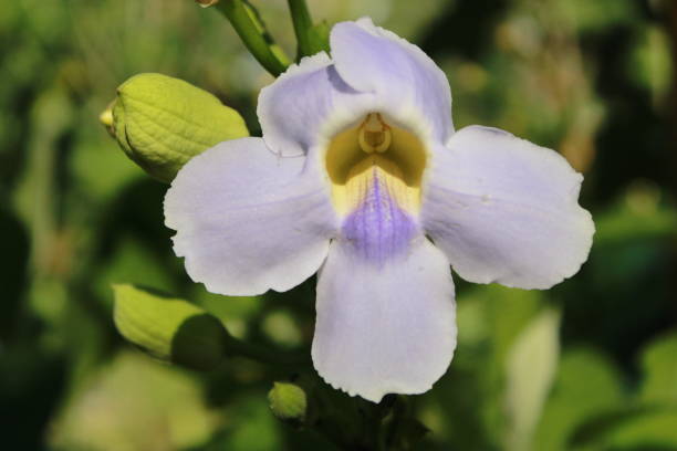 istock Beautiful flowers in the garden 1284659568