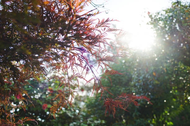 Red tree in the afternoon stock photo