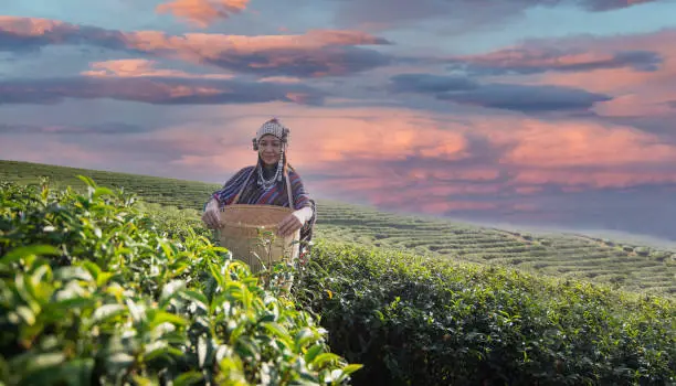 Photo of Asia worker women were picking tea leaves for traditions at a tea plantation in the garden nature. Lifestyle Concept