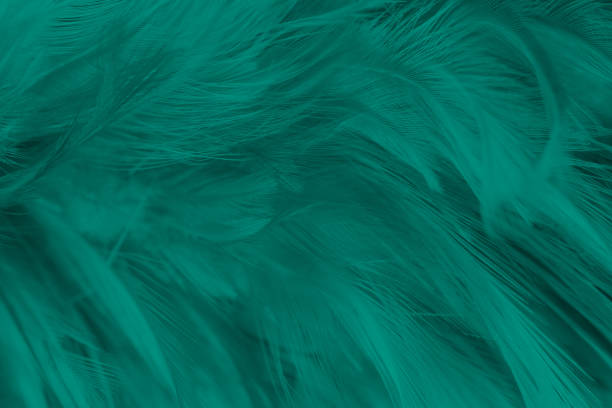 istock Green turquoise vintage color trends chicken feather texture background 1284662065