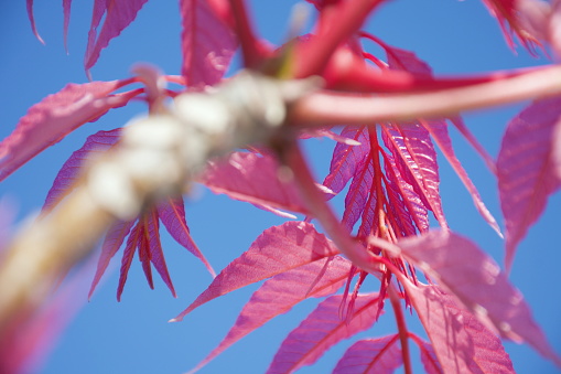 Close-Up of Chinese Mahogany or Chinese Cedar (Toona sinensis) 'Flamingo' Tree New Fresh Foliage in Spring.