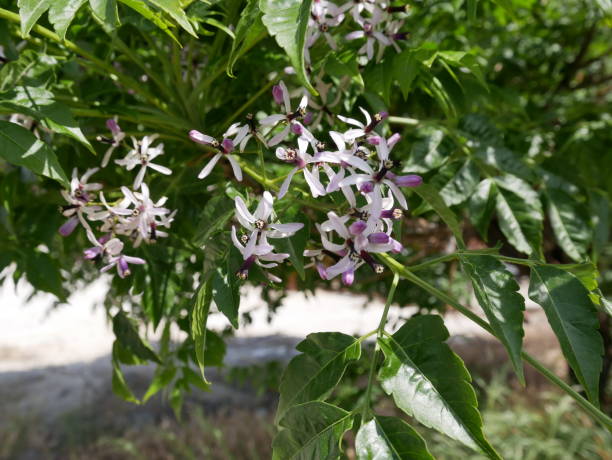 Small fragrant lilac five-petaled Melia Azedarach flowers on a tree branch on a Sunny spring day. Flowering of a beautiful tree in natural conditions.
