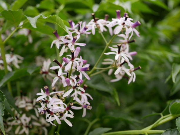 istock Small fragrant lilac five-petaled Melia Azedarach flowers on a tree branch on a Sunny spring day. Flowering of a beautiful tree in natural conditions. 1284667080