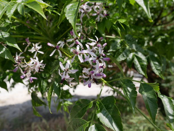 istock Small fragrant lilac five-petaled Melia Azedarach flowers on a tree branch on a Sunny spring day. Flowering of a beautiful tree in natural conditions. 1284667102