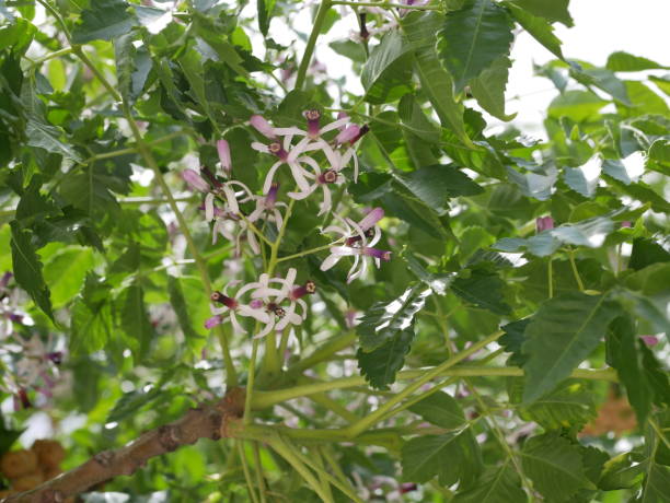 istock Small fragrant lilac five-petaled Melia Azedarach flowers on a tree branch on a Sunny spring day. Flowering of a beautiful tree in natural conditions. 1284667123
