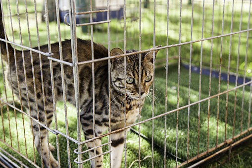 Iberian lynx in a captive cage, detail of endangered animal