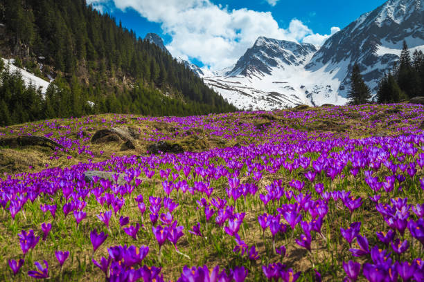 보라색 크로커스 꽃과 눈 덮인 산, 루마니아와 알파인 슬로프 - european alps carpathian mountain range evergreen tree tree 뉴스 사진 이미지