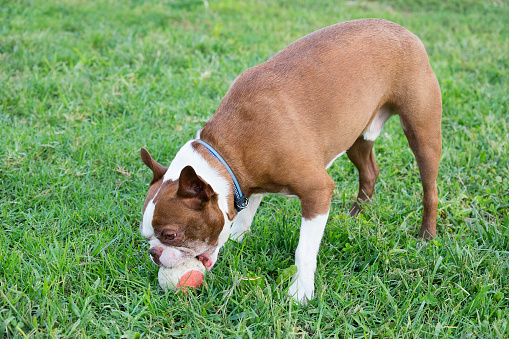 Cure Boston Terrier dog playing Fetch on the grass