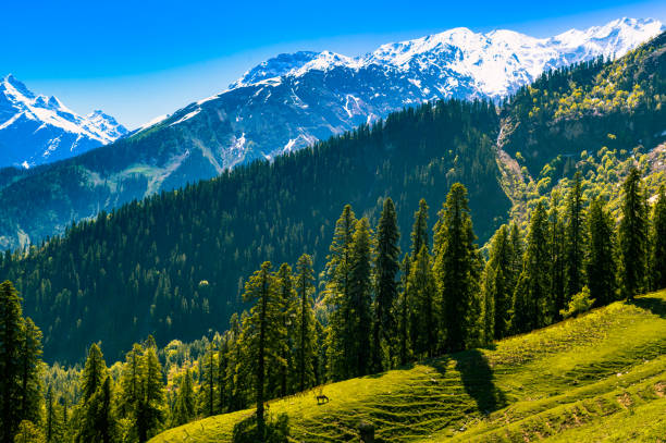 istock Serine Medows of Himalaya 1284671171