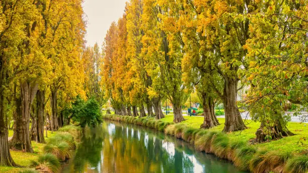 The Avon River in downtown Christchurch, on the South Island of New Zealand, with vibrant autumn foliage on rows of poplar trees which line the riverbank.