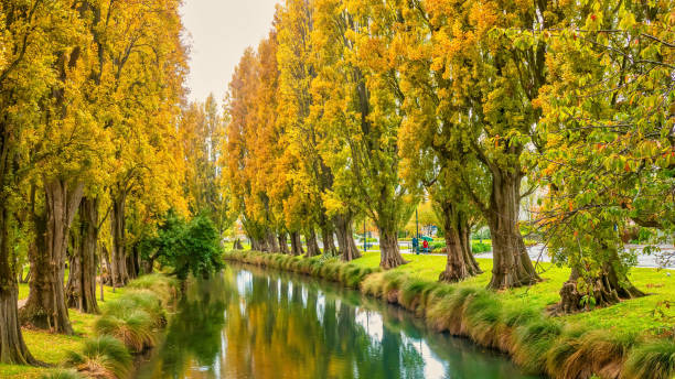 осенняя листва вдоль реки эйвон в крайстчерче, новая зеландия. - christchurch стоковые фото и изображения