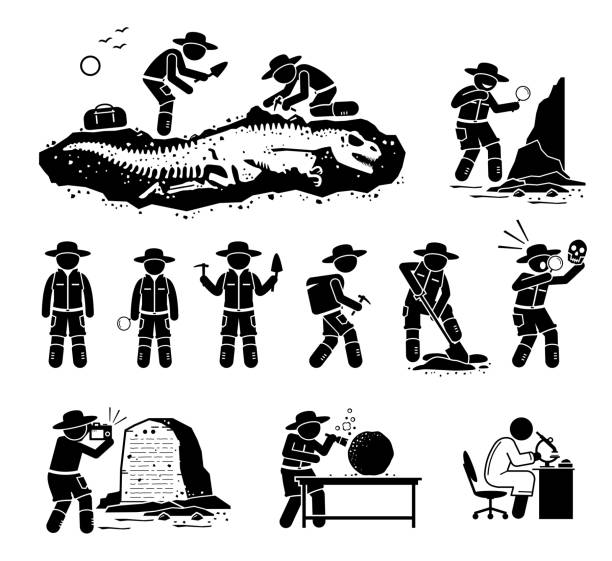 illustrazioni stock, clip art, cartoni animati e icone di tendenza di scienziato paleontologo che scava fossili di ossa di dinosauro e scopre antiche illustrazioni di artefatti. - paleontologo