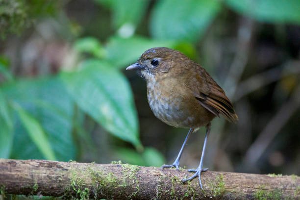 istock Brown-banded Antpitta, Grallaria milleri 1284671577