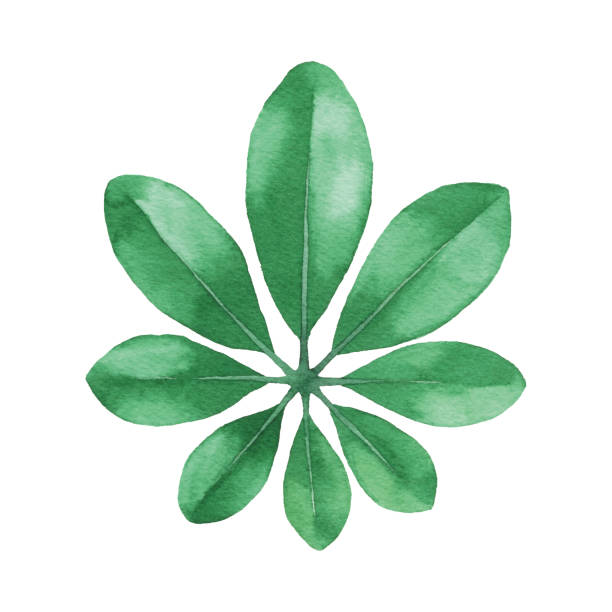 illustrations, cliparts, dessins animés et icônes de feuilles vertes d’aquarelle - white background plant flower herb