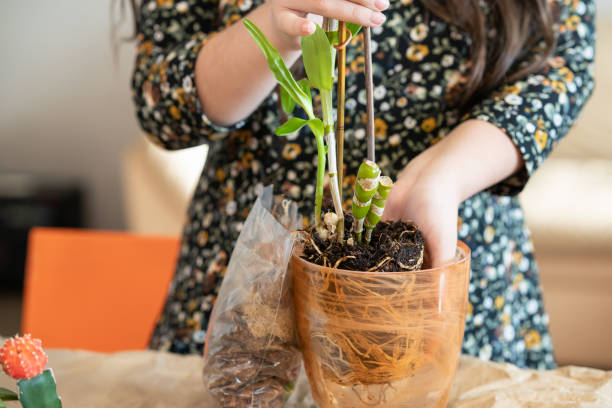 A girl transplants an orchid dendrobium nobile into a new pot. The girl is engaged in transplanting a flower. Replanting orchid flowers. Step 1 A girl transplants an orchid dendrobium nobile into a new pot. The girl is engaged in transplanting a flower. Replanting orchid flowers. dendrobium orchid stock pictures, royalty-free photos & images