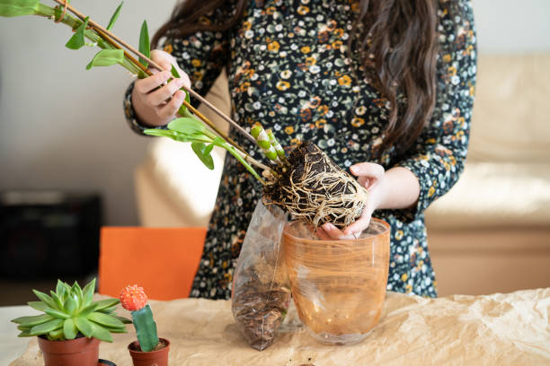 une fille transplante une orchidée dendrobium nobile dans un nouveau pot. la jeune fille est engagée dans la transplantation d’une fleur. replanter des fleurs d’orchidée. étape 2 - dendrobium photos et images de collection