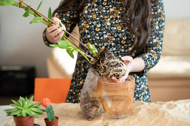 A girl transplants an orchid dendrobium nobile into a new pot. The girl is engaged in transplanting a flower. Replanting orchid flowers.Step 2 A girl transplants an orchid dendrobium nobile into a new pot. The girl is engaged in transplanting a flower. Replanting orchid flowers. dendrobium orchid stock pictures, royalty-free photos & images