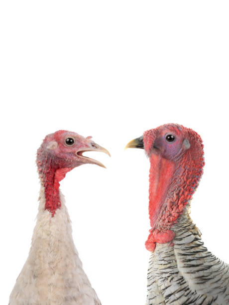 retrato dois peru isolado em um branco - turkey animal head bird white - fotografias e filmes do acervo