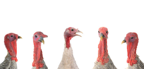 istock portrait gray turkey isolated on a white 1284674578