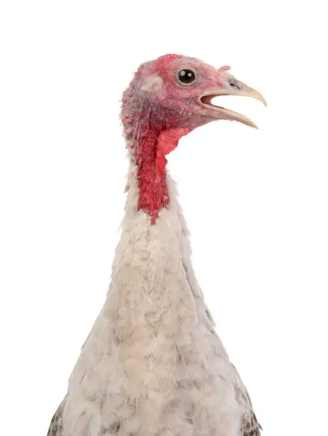 portrait gray yong female turkey isolated on a white background.