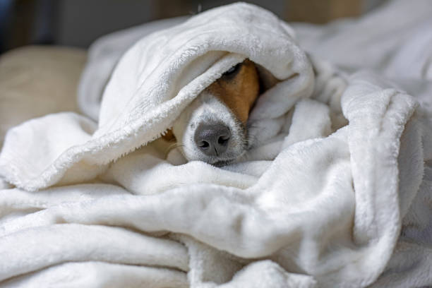 istock funny jack russell terrier warming himself under a white blanket exposed his dog's nose,, comfort, horizontal, 1284676466