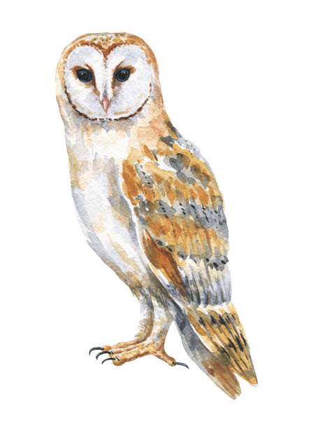 흰색 배경에 수채화 헛간 올빼미. 손으로 그린 수채화 티토 알바 새, 야생 생활 일러스트. - barn owl stock illustrations