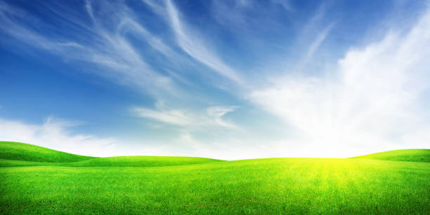 istock Green grass field and clear blue sky 1284676597