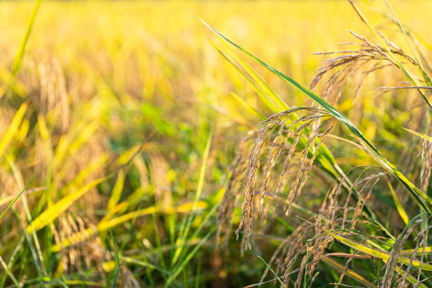 istock Rice in the paddy field that is ready for harvest in the evening. 1284676748
