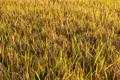 Close up of a lush green rice field at a eco farm in the southern Uva Province in Sri Lanka