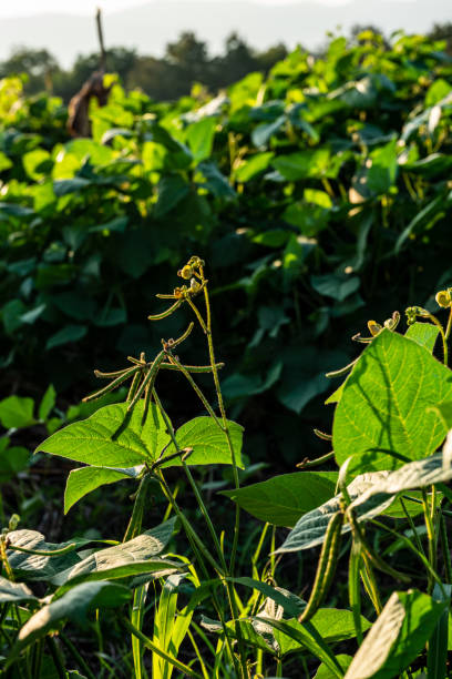 istock Green soybean field in sunny summer weather. 1284677792