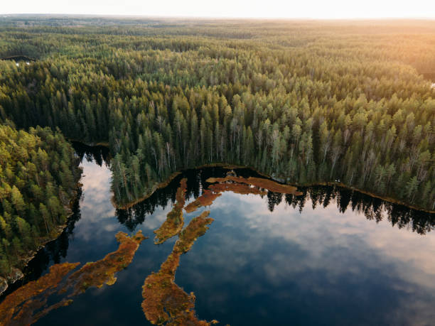 aerial view to finnish landscape in nuuksio national park. - coastline aerial view forest pond imagens e fotografias de stock