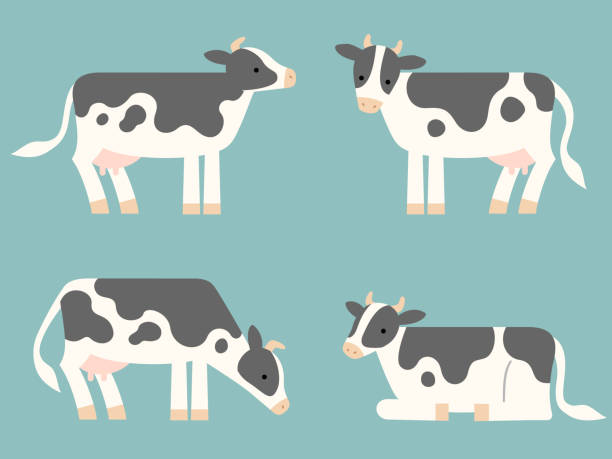 Deformed illustration set of dairy cows Deformed illustration set of four dairy cows in various poses cow stock illustrations