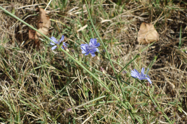istock Spontaneous flora on the side of the road 1284680075