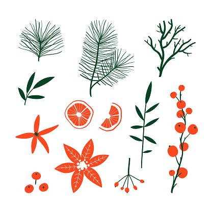 Set of Christmas and Happy New Year hand drawn floral elements. Winter branches and leaves. Vector illustration