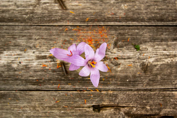 istock Flowers of saffron collection. Crocus sativus, commonly known as the 