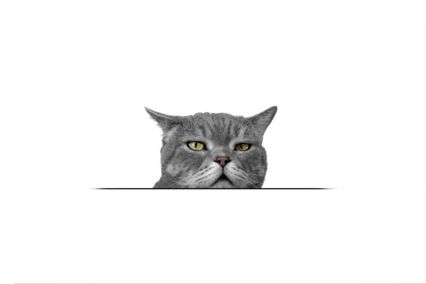 Big-headed cat (Felis catus ) British shorthair catTaken with Canon EOS R5