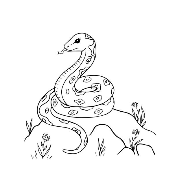 Cute Cartoon Snake For Coloring Page Or Book Black And White Outline Vector  10 Eps Illustration Of Animal Character Stock Illustration - Download Image  Now - iStock