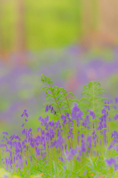 Bluebell flowers growing on the forest floor in the Hallerbos Beech tree forest near Brussels in Belgium during a beautiful springtime day.