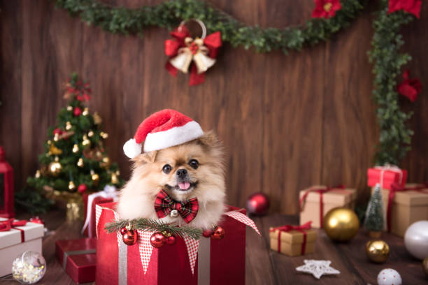 Cute dog puppies Pomeranian Wearing Santa Claus hat in gift box on Merry Christmas and Happy New Year decoration for celebration stock photo