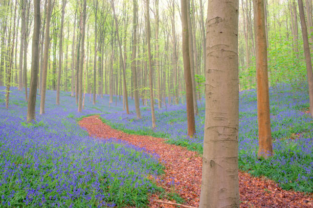 Bluebell flowers growing on the forest floor in the Hallerbos Beech tree forest near Brussels in Belgium during a beautiful springtime day.