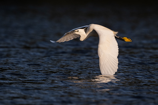 White little egret flying above pond.