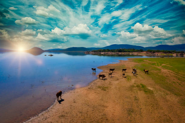 cattle grazing on a pasture near a dam, Gaborone, Botswana
