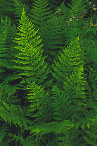 beautiful green fern screensaver on your phone , wildlife