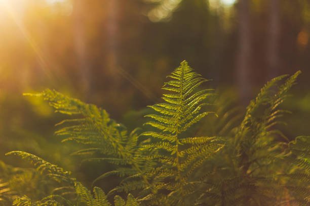 istock screen saver on the phone a beautiful green fern 1284688409